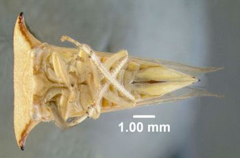 Media type: image;   Entomology 619021 Aspect: habitus ventral view